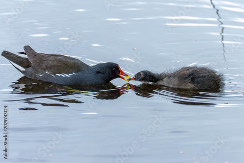 Картината върху платно Moorhen parent feeding fledgling baby on the pond