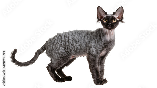 Fényképezés Devon Rex cat with curly grey fur and black face, isolated on transparent backgr