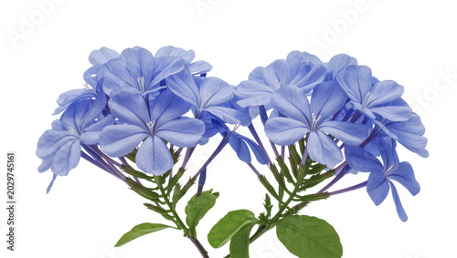 Foto Cluster of delicate blue plumbago flowers with green leaves, isolated on transpa