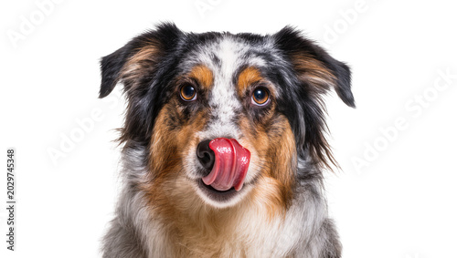 Photos Australian Shepherd dog licking its nose, isolated on transparent background
