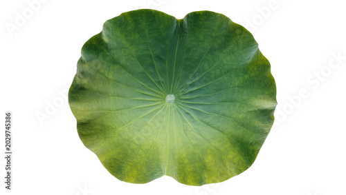 Quadro su tela Large green lotus leaf with radiating veins, isolated on transparent background