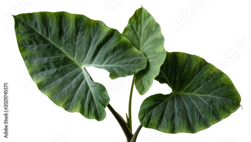Obraz na plátne Large green elephant ear plant leaves with prominent veins, isolated on transpar