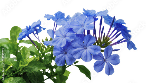 Fényképezés Vibrant blue plumbago flowers with green leaves, isolated on transparent backgro