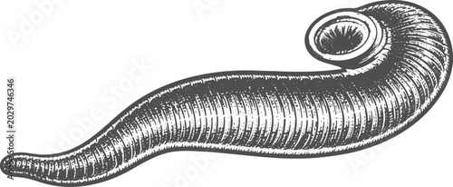 Photos Vintage Leech Engraving Medical Parasite Illustration