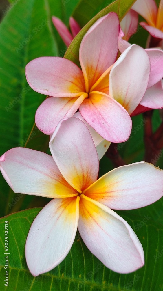 Obraz premium frangipani flower on green background