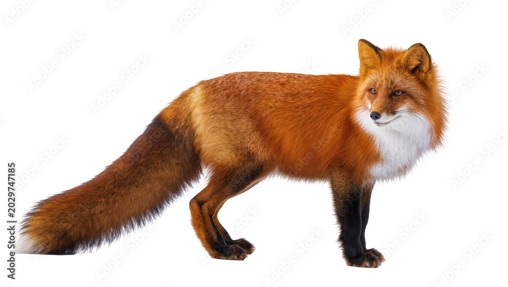 Fototapeta premium Red fox with bushy tail and white chest, isolated on transparent background