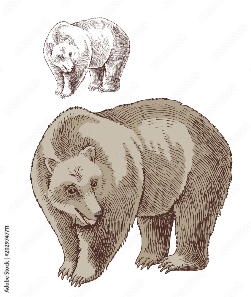 Fototapeta premium Bear hand drawn vector illustration
