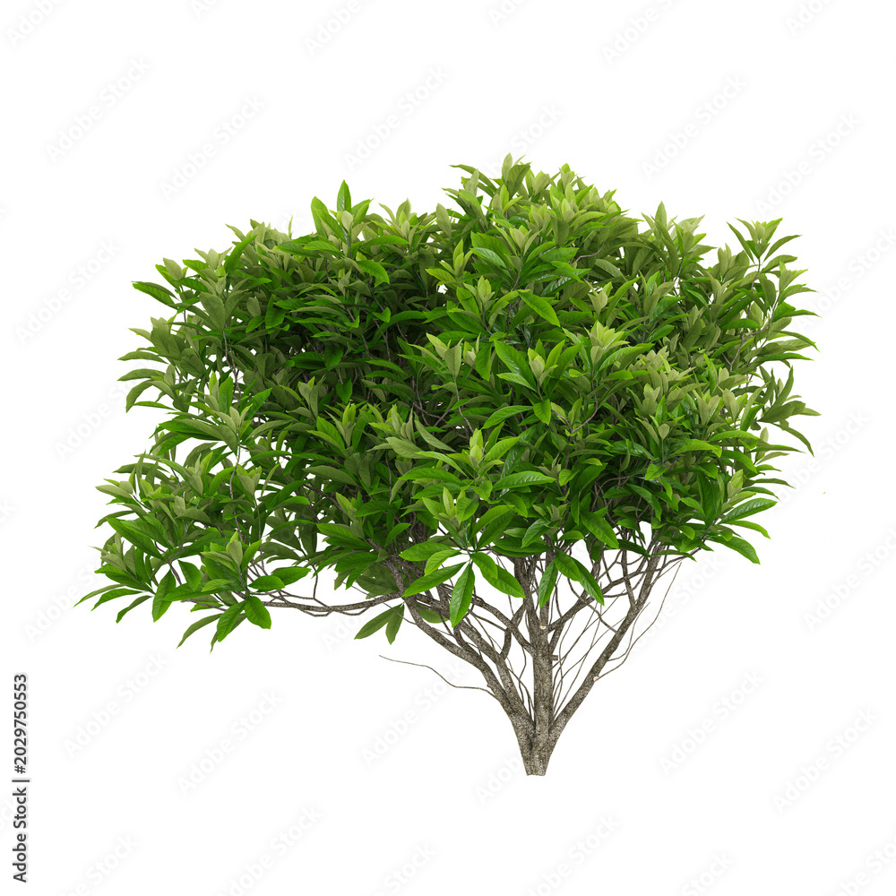 Obraz premium collection of edgeworthia paperbush tree on transparent canvas