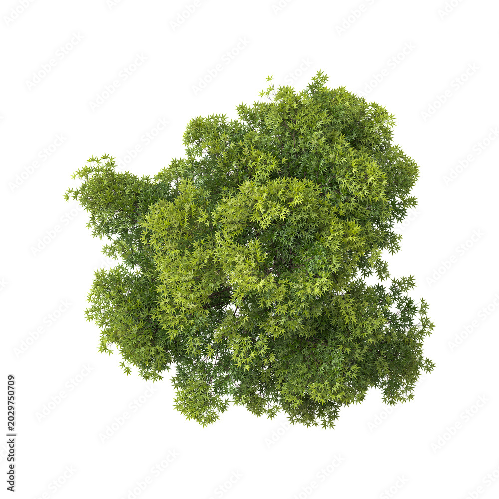 Fototapeta premium collection of Elm Tree on transparent canvas from top view