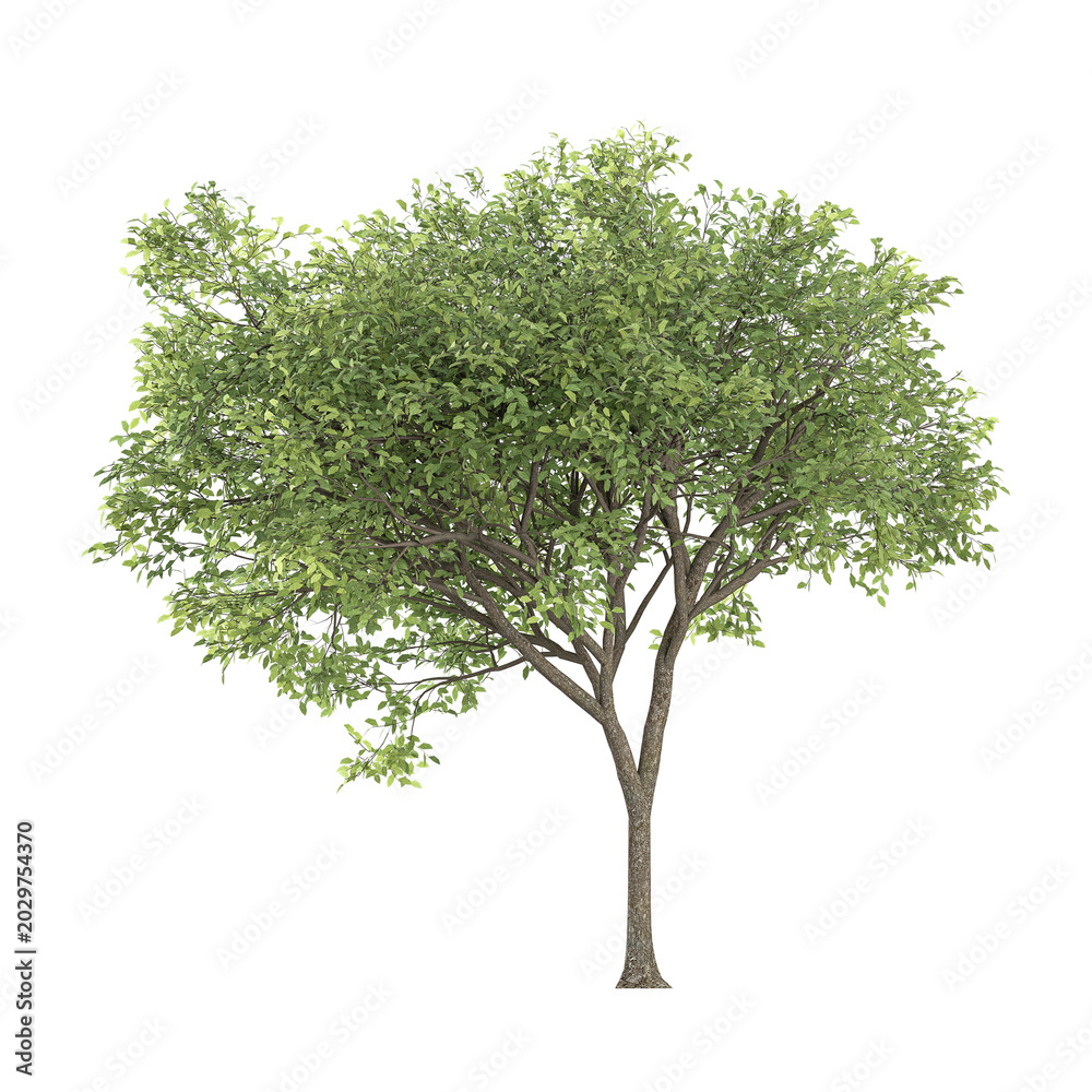 Obraz premium collection of Locusts plant on transparent canvas