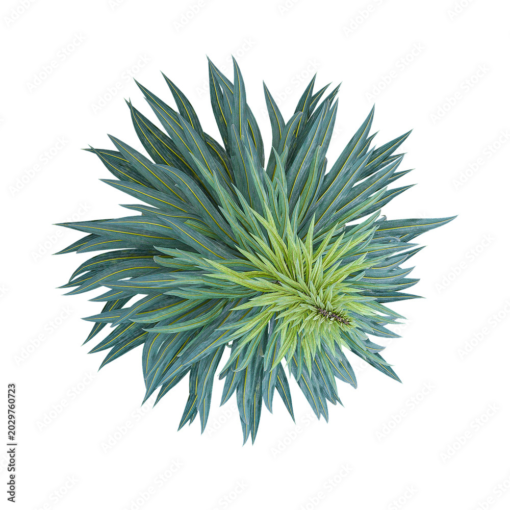 Fototapeta premium Green jewels palntisolated on Canvas from top view