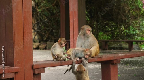 Macaque Monkey Mother With Infants. A macaque mother sits calmly while her three infants interact around her.