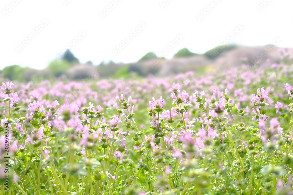 Obraz premium Spring flower field