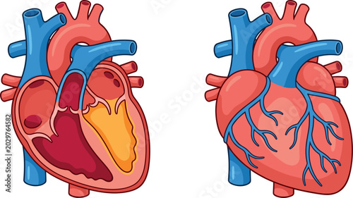 Obraz na plátně Human heart anatomy vector illustration set featuring realistic cross section diagram showing chambers alongside external cardiac structure view isolated on white background