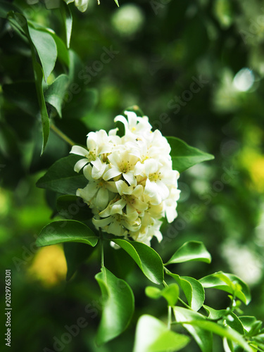 a closeup shot of white flowers in the greenery