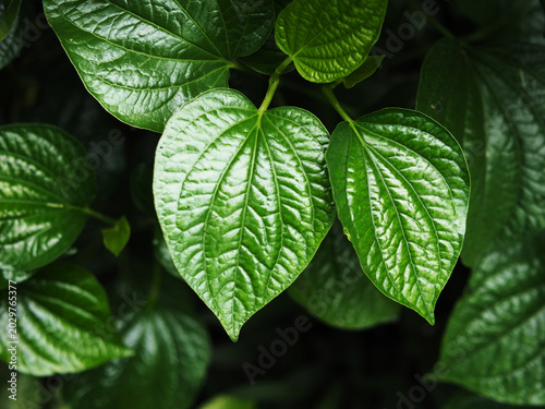green leaf texture background