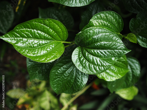 green leaf texture background