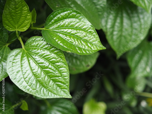 green leaf texture background