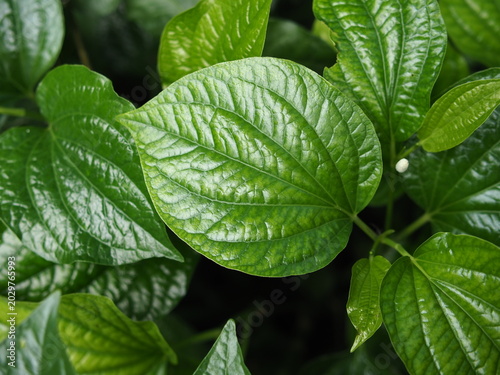 green leaf texture background