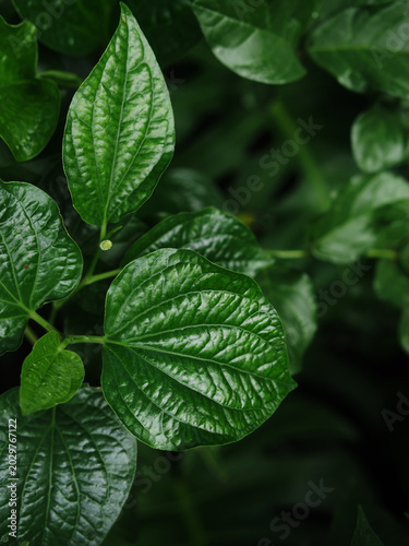 green leaf texture background