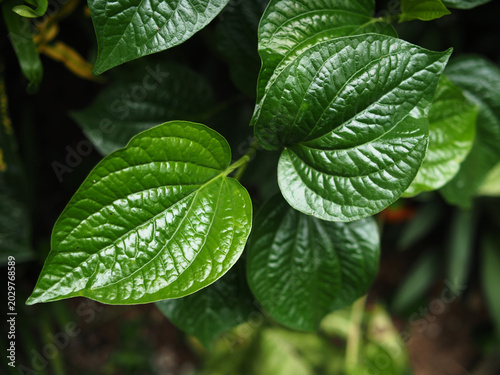 green leaf texture background