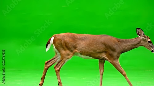 A graceful deer walks across a vibrant green screen background.