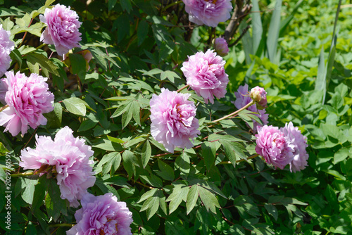 View of several large pink double flowers of a tree peony blooming on a green leafy bush in a bright garden - latin name - Paeonia suffruticosa
