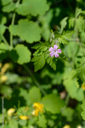 Konstfotografi Vertical close up view of a single pink Herb Robert flower blooming next to gree