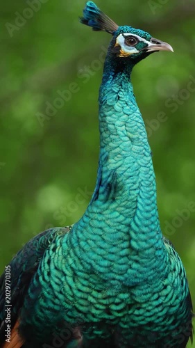 Alert male peacock upper body shot, stretching neck and looking curious, beautiful wildlife animal closeup