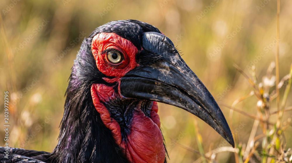 Fototapeta premium Southern Ground Hornbill with distinctive red facial skin and large black curved beak in profile view