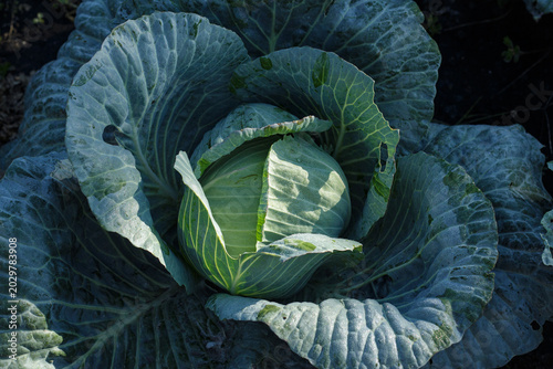 Принти на полотні Close up of fresh organic green cabbage head growing in the garden