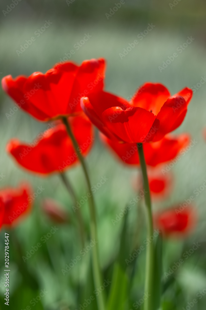 Obraz premium Red tulips in sunlight on blurred green background, soft selective focus, vertical