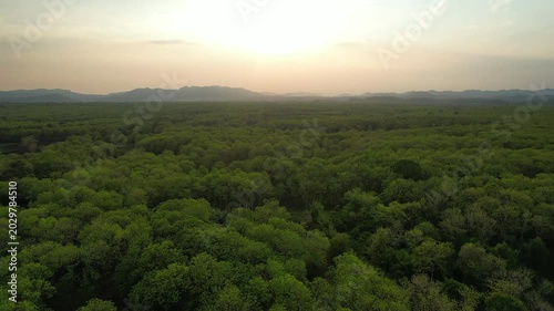 Lush green teak forests and abundant teak trees.