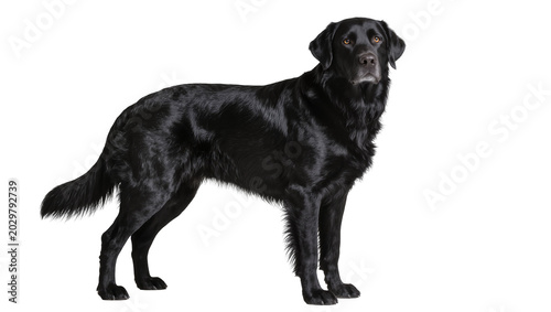 Tableau sur toile Black Labrador Retriever dog standing, isolated on transparent background