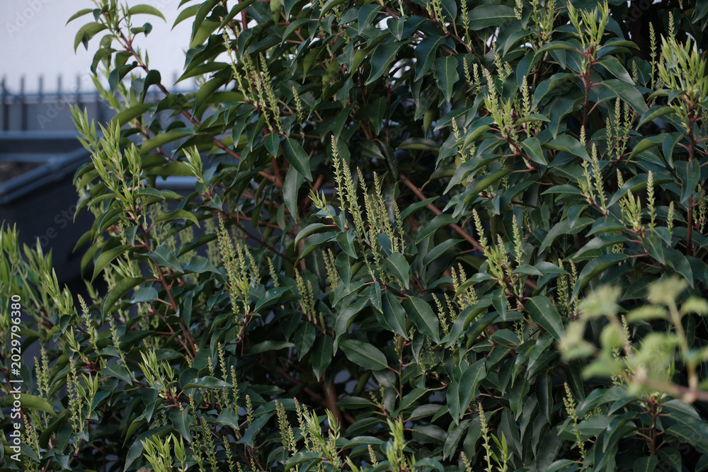 Obraz premium Close-up of dense green foliage