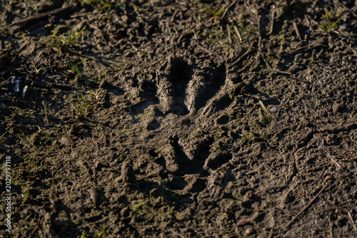Nutria footprint in the mud, considered an invasive species in Italy and Europe
