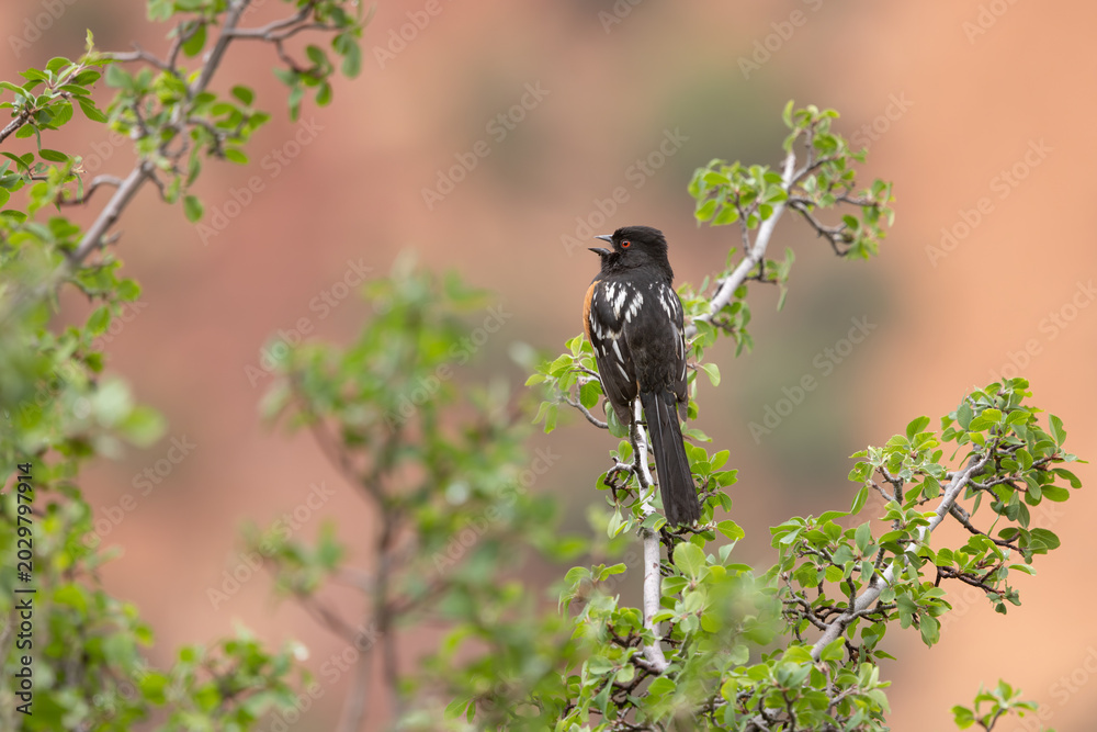 Carta da parati A male Spotted Towhee faces left and sings from his perch among the new spring leaves on a bush in Zion NP Utah USA on an overcast day with soft light