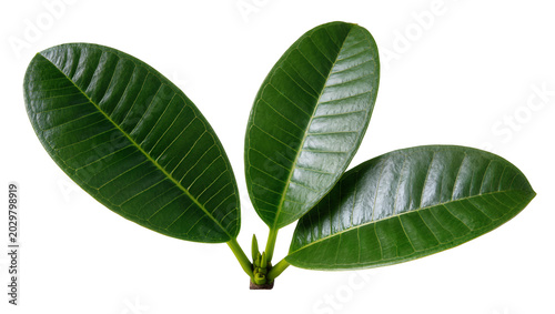 Obraz na plátně Three lush green oval leaves with prominent veins, isolated on transparent backg