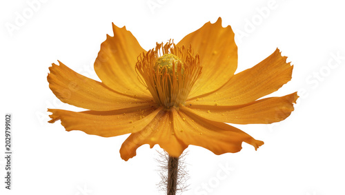 Cuadro en lienzo Vibrant orange poppy flower with delicate petals, isolated on transparent backgr