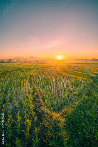 surise over the field