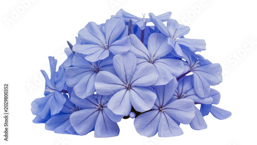 Fényképezés Cluster of delicate blue plumbago flowers, isolated on transparent background