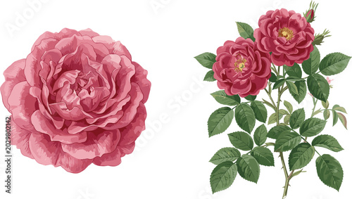 Vintage Pink Rose Botanical Illustration Set Featuring Detailed Bloom and Flowering Branch with Green Leaves for Romantic Wedding Invitations Floral Greeting Cards and Heritage Branding