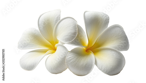 Konstfotografi Delicate white plumeria flowers with yellow centers, isolated on transparent bac
