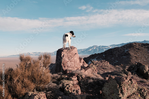 Dog standing on a rock looking at the vast desert and mountain landscape in Almaty region, Kazakhstan. 