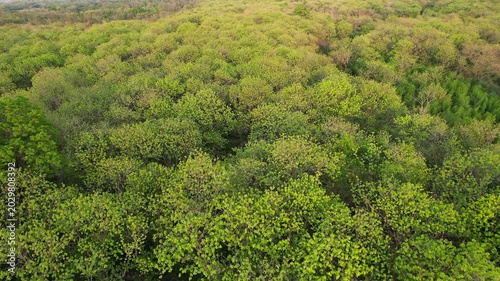 Lush green teak forests and abundant teak trees.