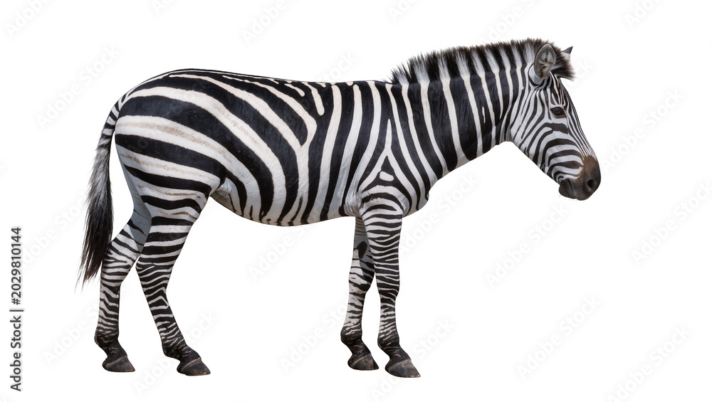 Obraz premium Striped zebra standing, isolated on transparent background