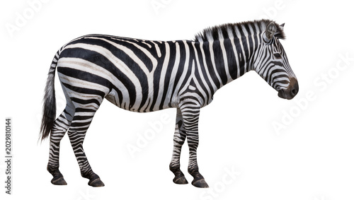 Φωτογραφία Striped zebra standing, isolated on transparent background