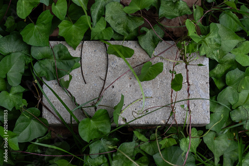 Принти на полотні A single grey concrete paving brick surrounded by lush green ivy leaves and vines
