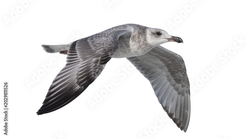 Tableau sur toile Gray and white seagull bird in flight, isolated on transparent background