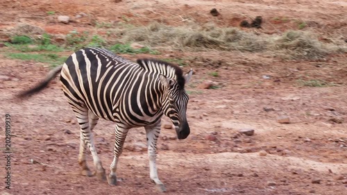 Beautiful zebra strolling alone across dry red soil landscape resembling african safari savanna